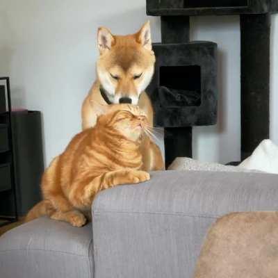 Suki likes to clean everyone near her. very hygienic doggo much wow