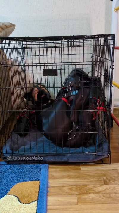 Once someone asked me “Why lock the cage with a padlock if you’re already helpless in that suit?” Well… here’s your answer 🤭