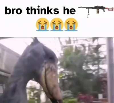 i love shoebills 😍(and of course the FN Herstal FN Minimi 5.56x45mm NATO or 7.62x51mm NATO) 😍😍😍