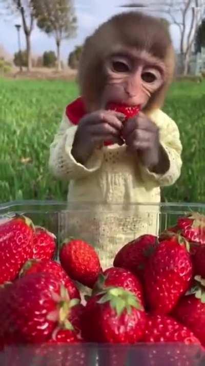 I also want strawberries in that relative size! With flavor..