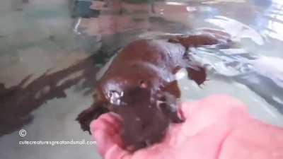 Wingless goose playing with her rescuer