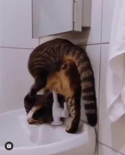 Kitty Plumber (cut him some slack, he’s still an apprentice)