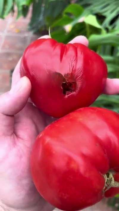 Nhami nhami, tomatinho