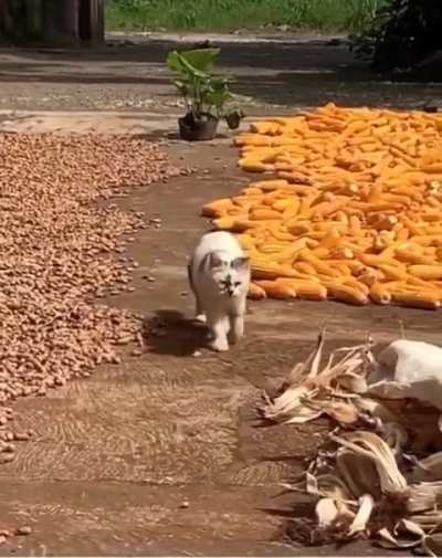 This cat is convinced that he's a full time security guard on the farm