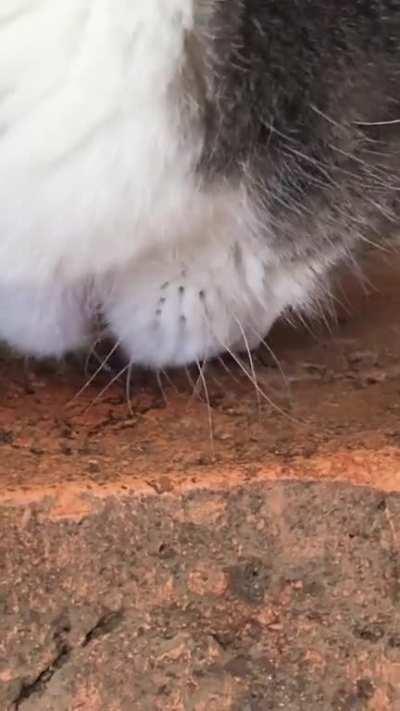 He won’t stop licking the bricks