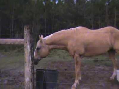 The legend has it you can still hear his screens in the woods...