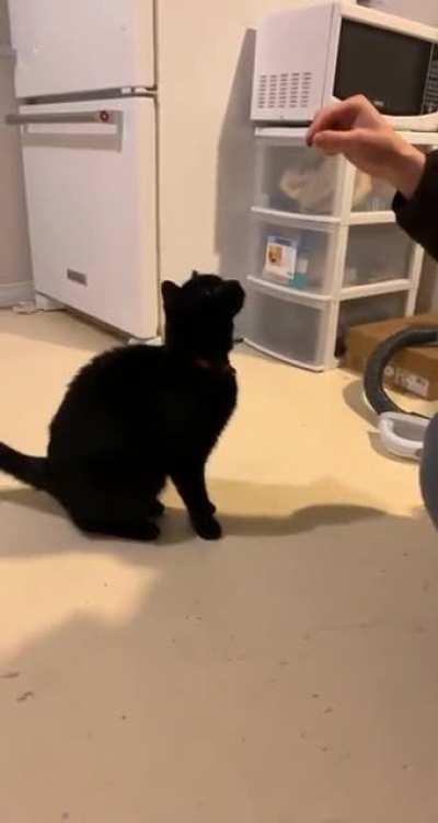 Trying to interrupt treat time