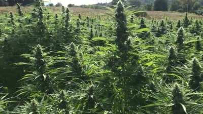 Good morning check-in, FULL BLOOM almost here!