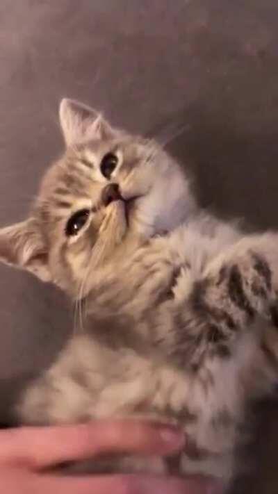 little guys having a great time right now