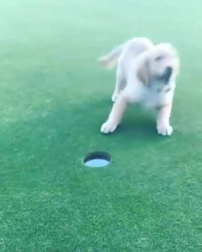 Pupper sinks his first putt