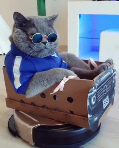 That feeling when your cat is cooler than you.