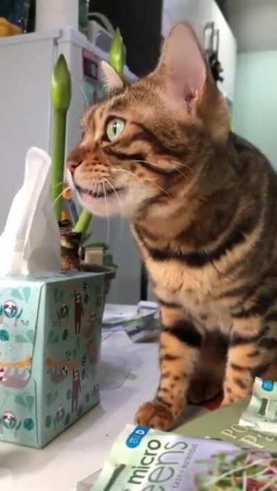 God I wish I knew what she was saying to those naughty birds