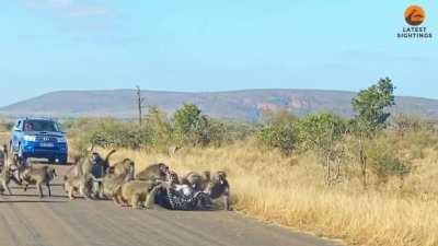 🔥 Baboons stand up to attacking Leopard. (Up close)