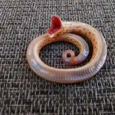 Hognose dies a most dramatic death