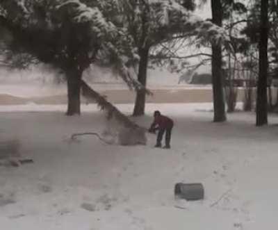 HMJB While I fight tree.