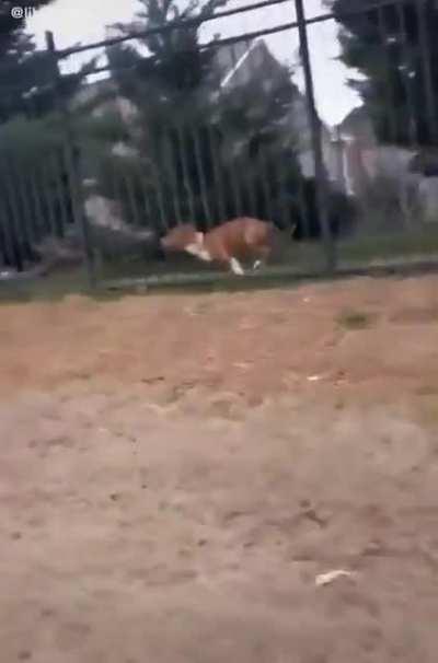 Oh that cute you're barking at me