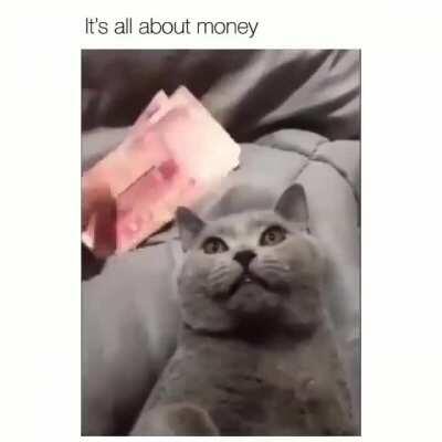 What a Cat really wants...