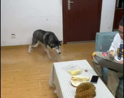 Just a little sniff of durian