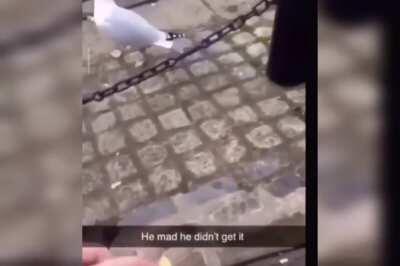 O som de lamentação de uma ave faminta (Gritos Perfeitamentes cortados)