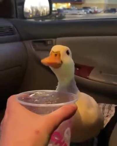 The duck is thirsty too