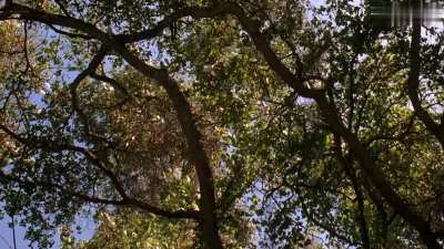 Debi Sue Voorhees - Friday The 13th: Part V (A New Beginning) [1985]