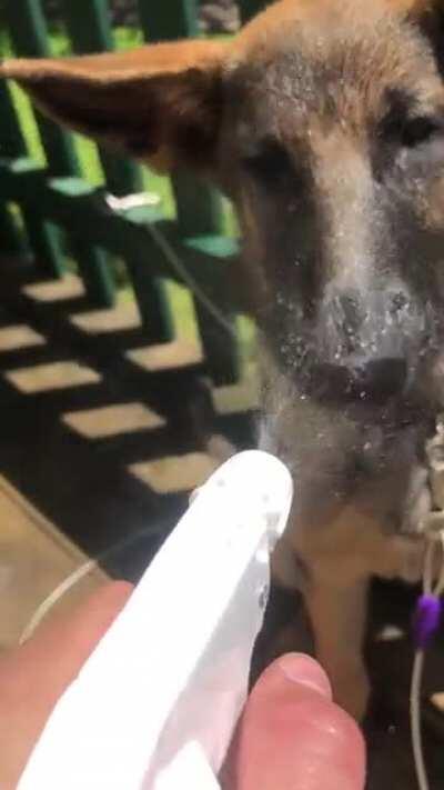 Fun fact: German Shepard’s love to be watered. This time last year I was watering my German Shepard outside on my porch.