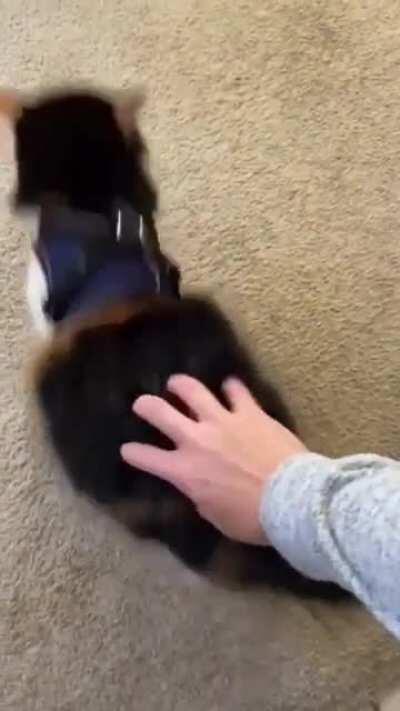 Cat.exe has stopped working.