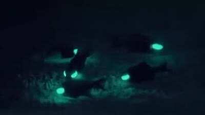 Flashlight fish