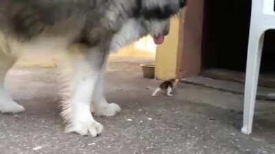 Ruffian threatens gentle giant