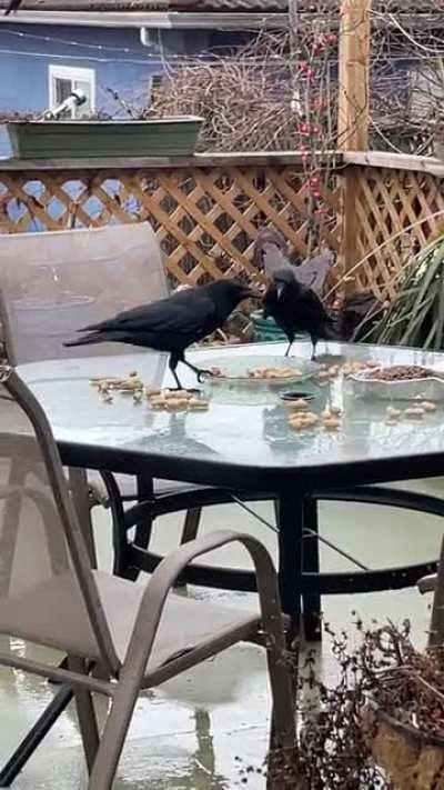 Romeo shares with our little guy♥️