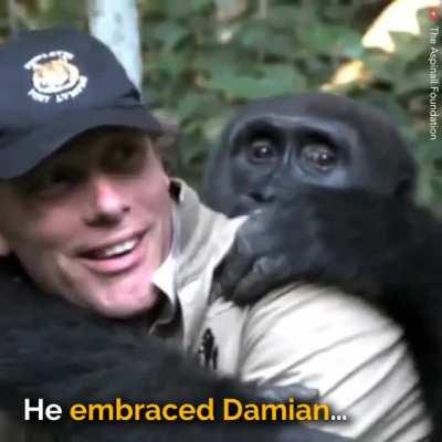 Meeting a (now) wild gorilla that you helped to raise as an infant