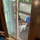 hide and seek with neighbors kitty, Maggie :)