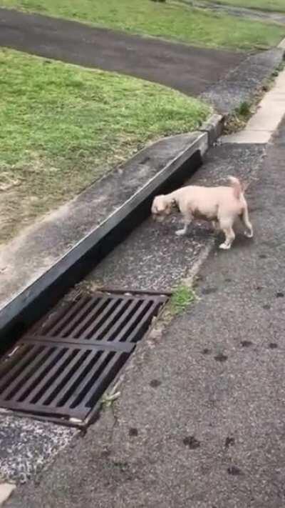 I saw the cat! He vented.