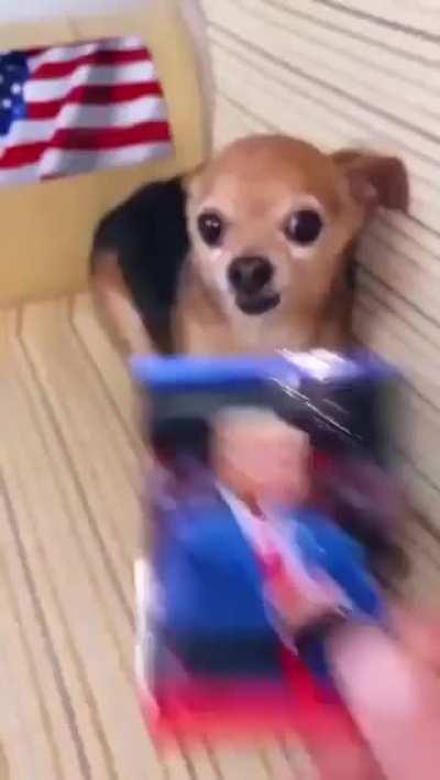 the dog knows Putin is always watching