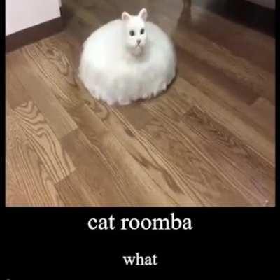 cat roomba 2