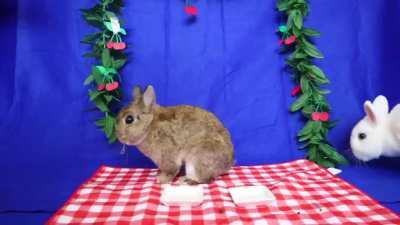 Illegally Smol Sugar High Binkies after eating cherries! Help! they are out of control!