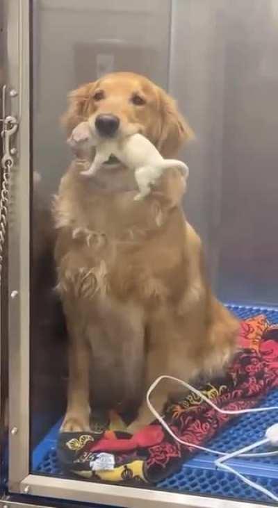 RaBiD wOlF fUcKiNg DeVoUrS oWn BaBy