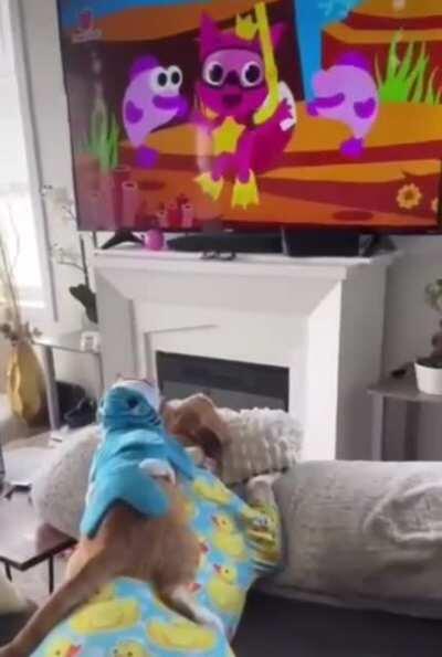 Tiny shark attack caught on film