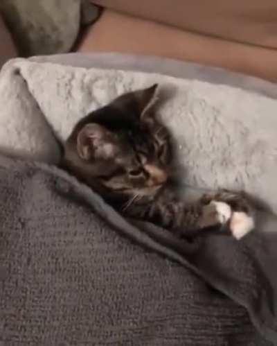 So adorable (xpost r/cats)