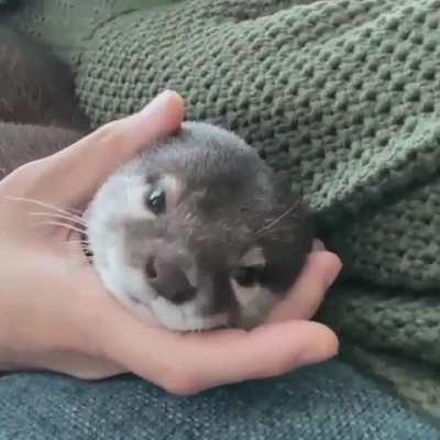 iNnOcEnT OtTeR LoCkEd iN dEaDLy ViCe gRiP bY ViCiOuS oWnEr