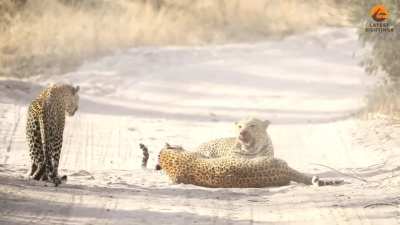 Two Leopards Crack open Rival Leopard's skull