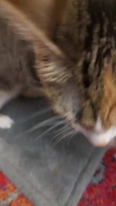 Suki's activation sound