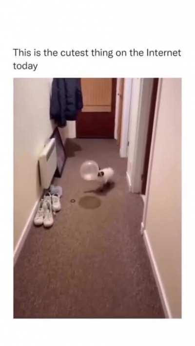 He's a professional baller.