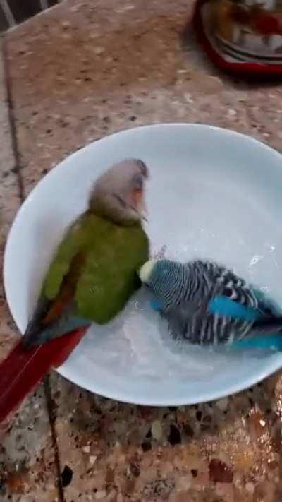 Why did you fly away? We were having so much fun!