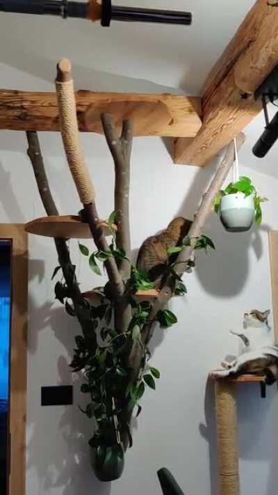 Intense fight for a cat tree