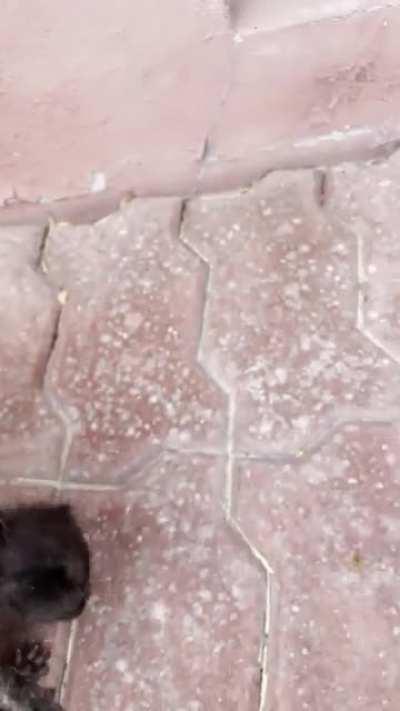 Fragile yeller bean. Her name is Dawn.