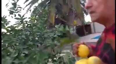 No es naranja pajero