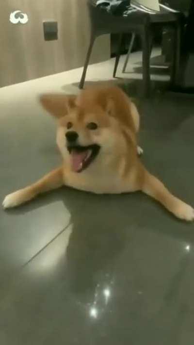 A recently discovered new species of sharks