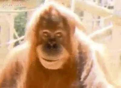 Even our ape cousins hear the song