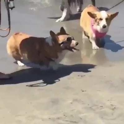 Corgo doggles